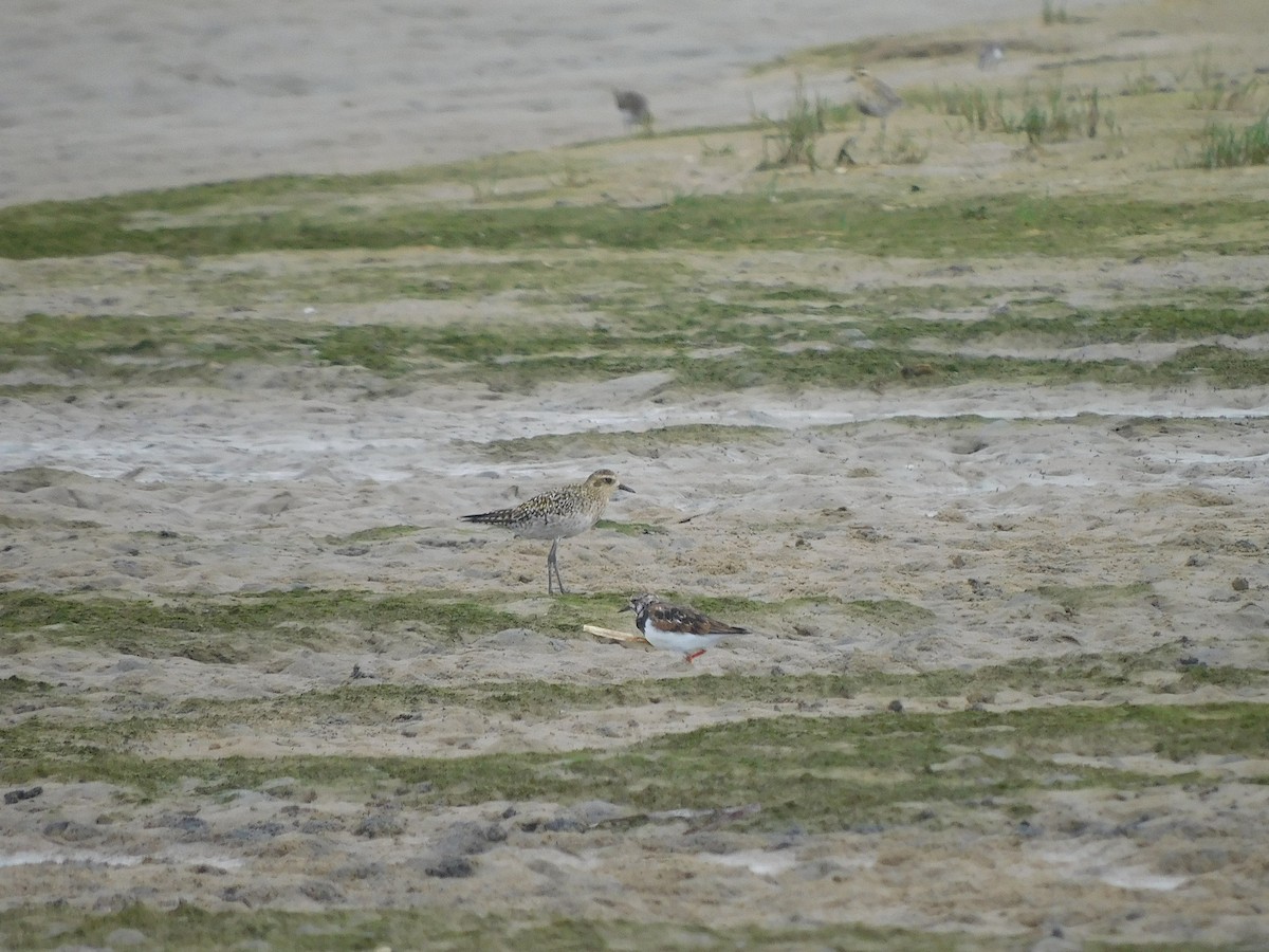 Pacific Golden-Plover - ML417531971