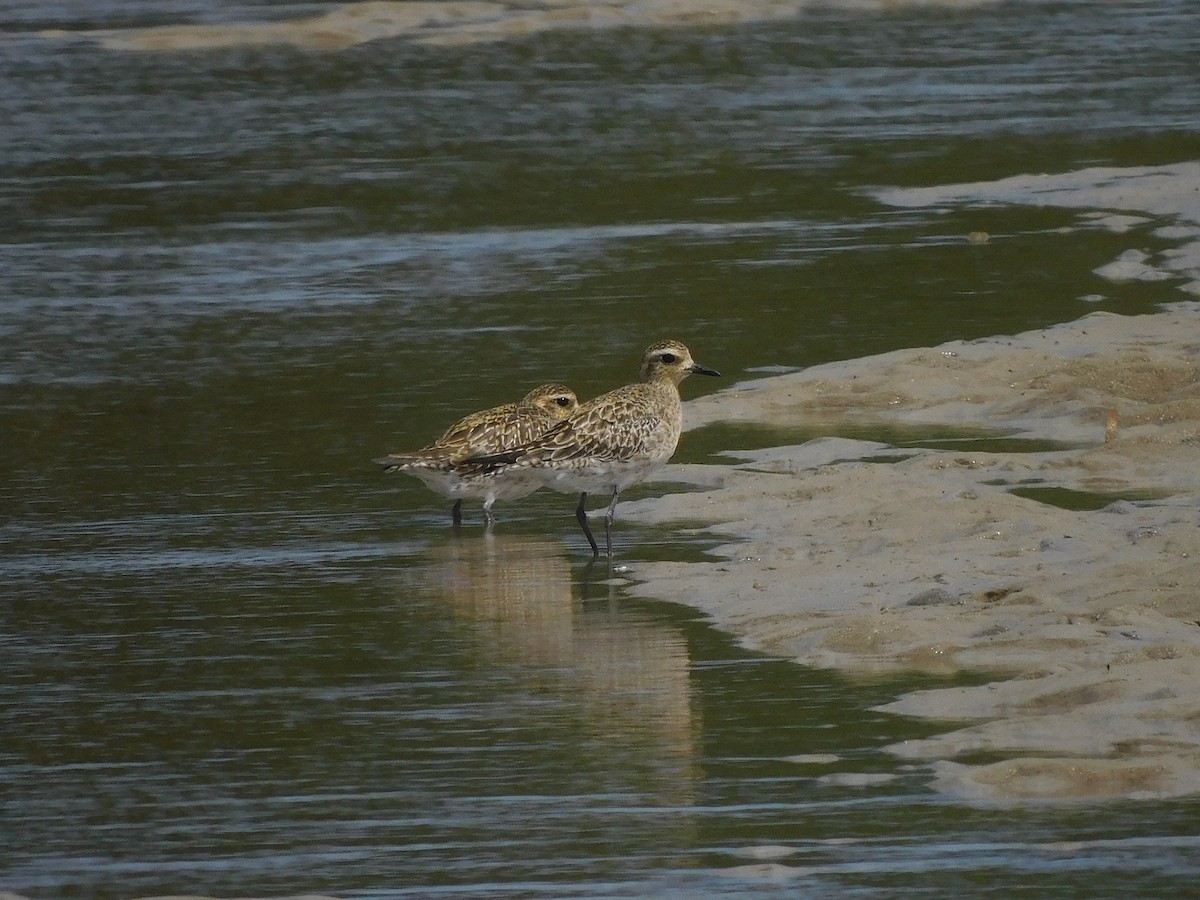 Pacific Golden-Plover - ML417532131