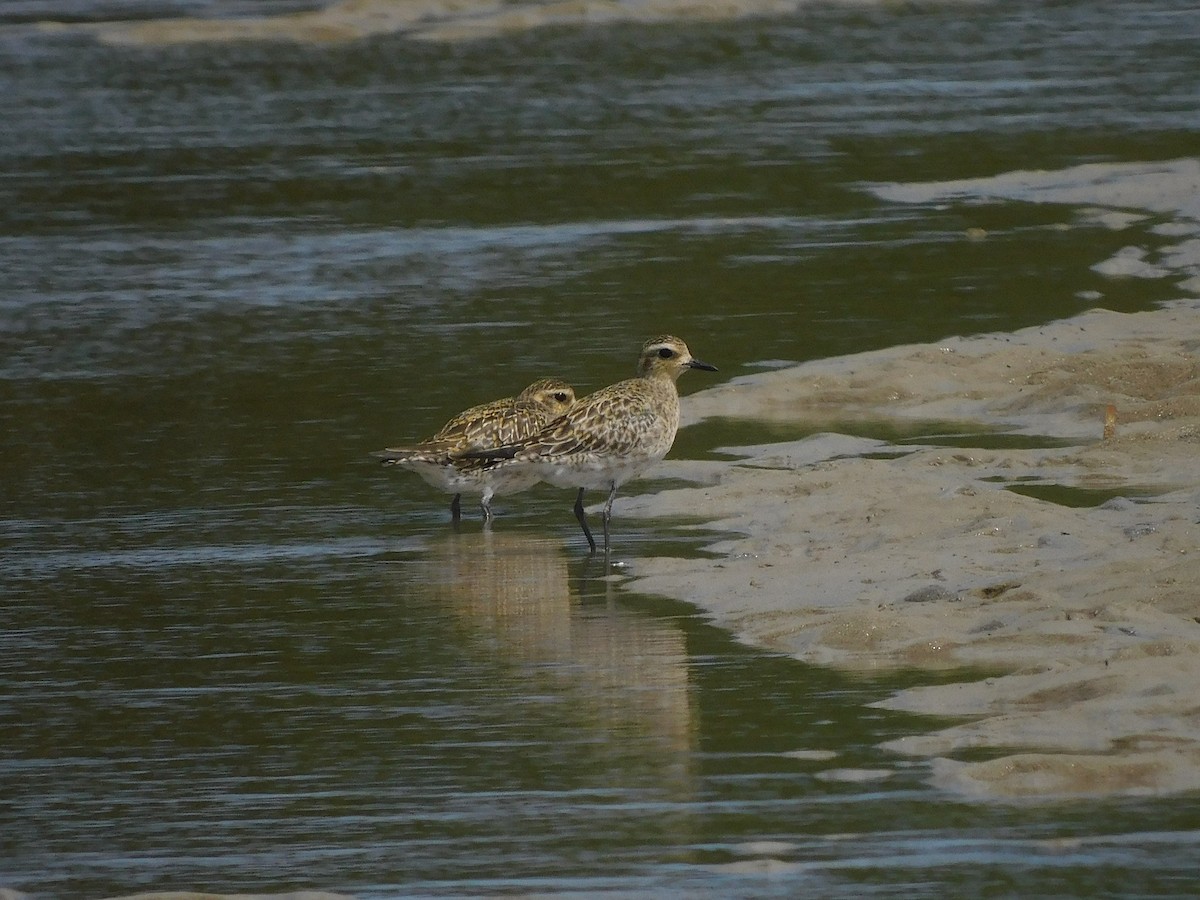 Pacific Golden-Plover - ML417532141