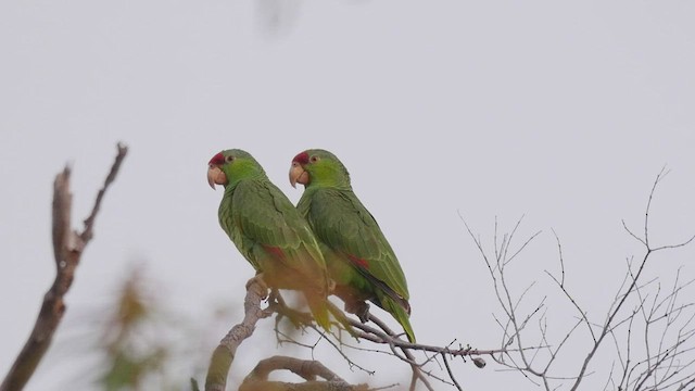 Red-crowned Amazon - ML417532441