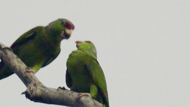 Lilac-crowned Amazon - ML417532531