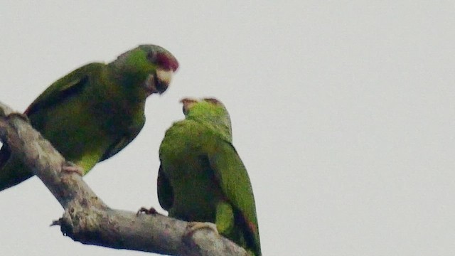 Lilac-crowned Parrot - ML417532531