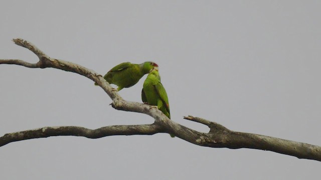 Lilac-crowned Parrot - ML417532641