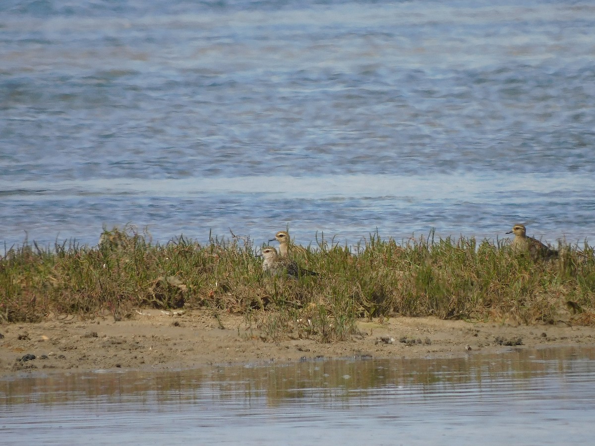 Pacific Golden-Plover - ML417533011