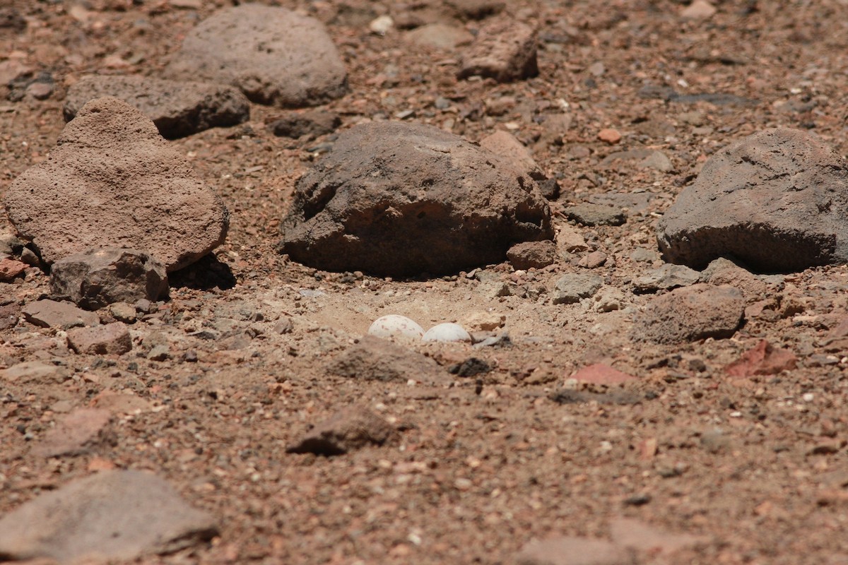 racek tmavý - ML417533891