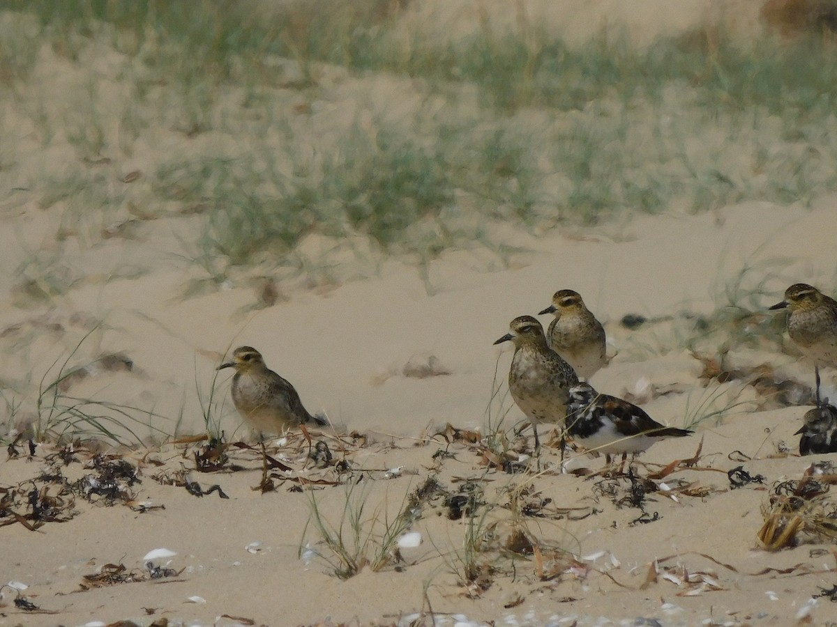 Pacific Golden-Plover - ML417534361