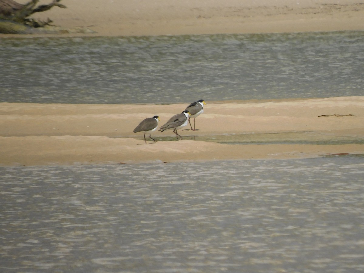 Masked Lapwing - ML417536381