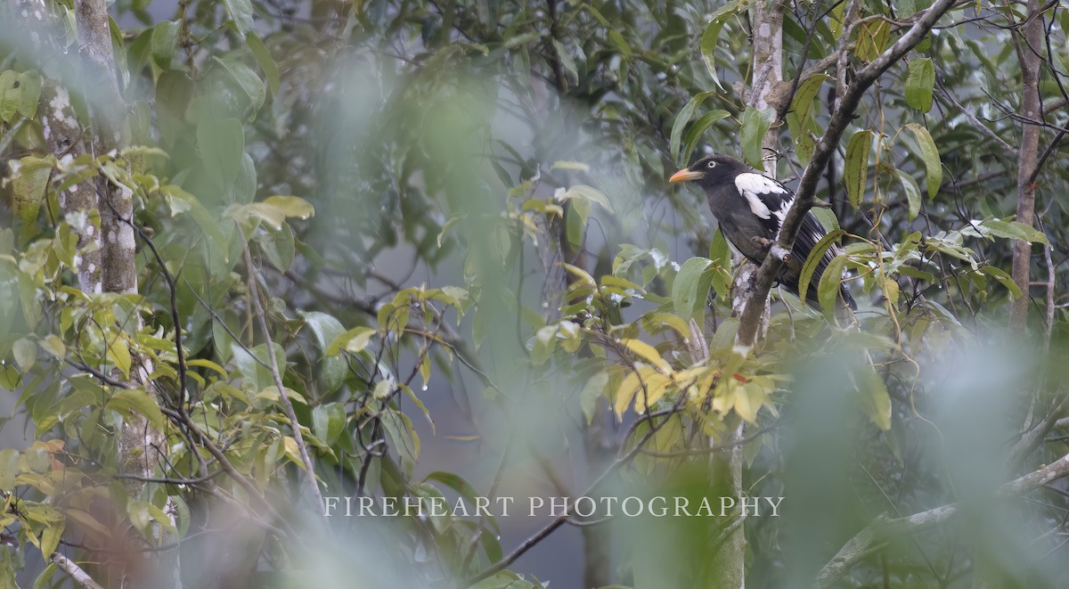 White-winged Magpie (Gray-tailed) - ML417536631