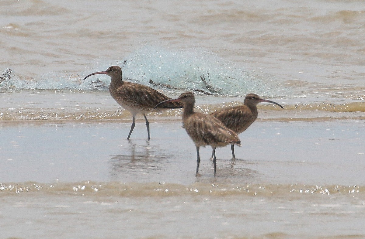 Whimbrel - ML417536851