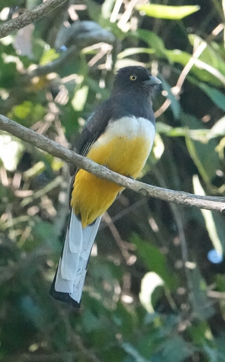 Graukopftrogon - ML417537001