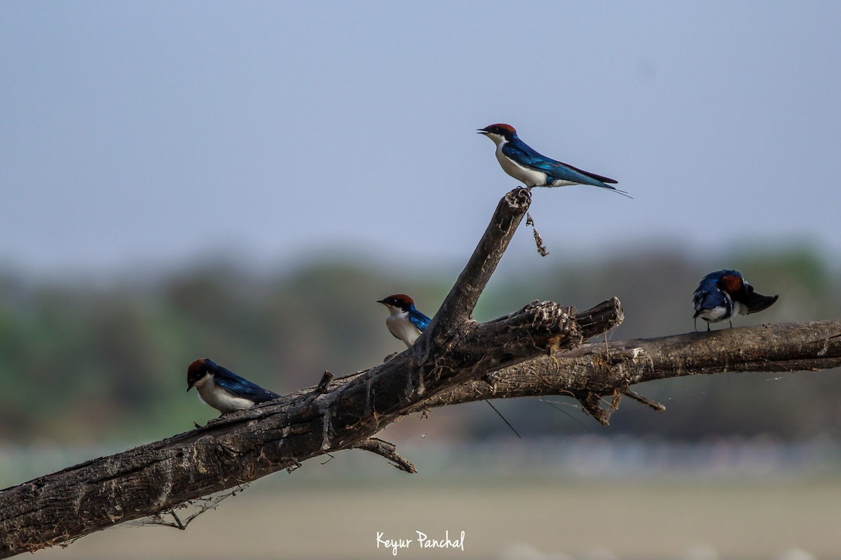 Wire-tailed Swallow - Keyur Panchal
