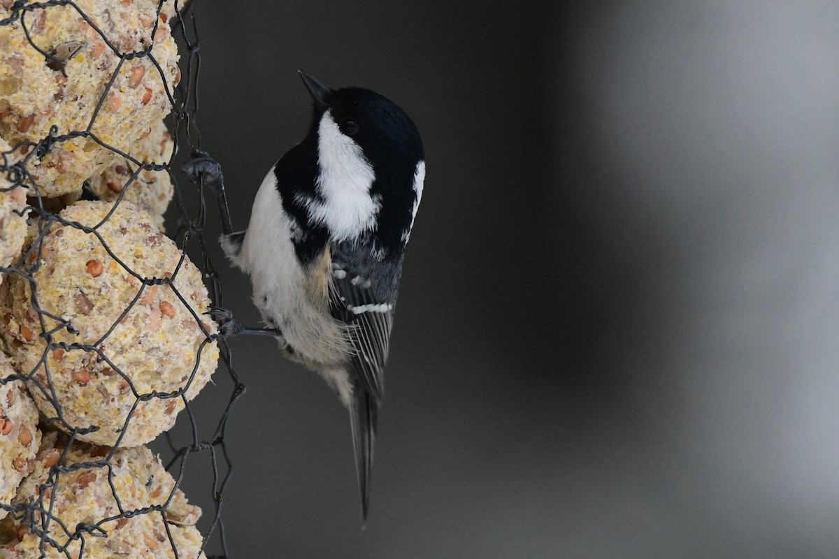 Coal Tit - Ann Saetnan