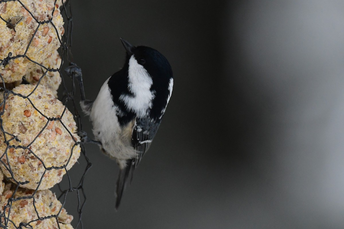 Coal Tit - ML417537321