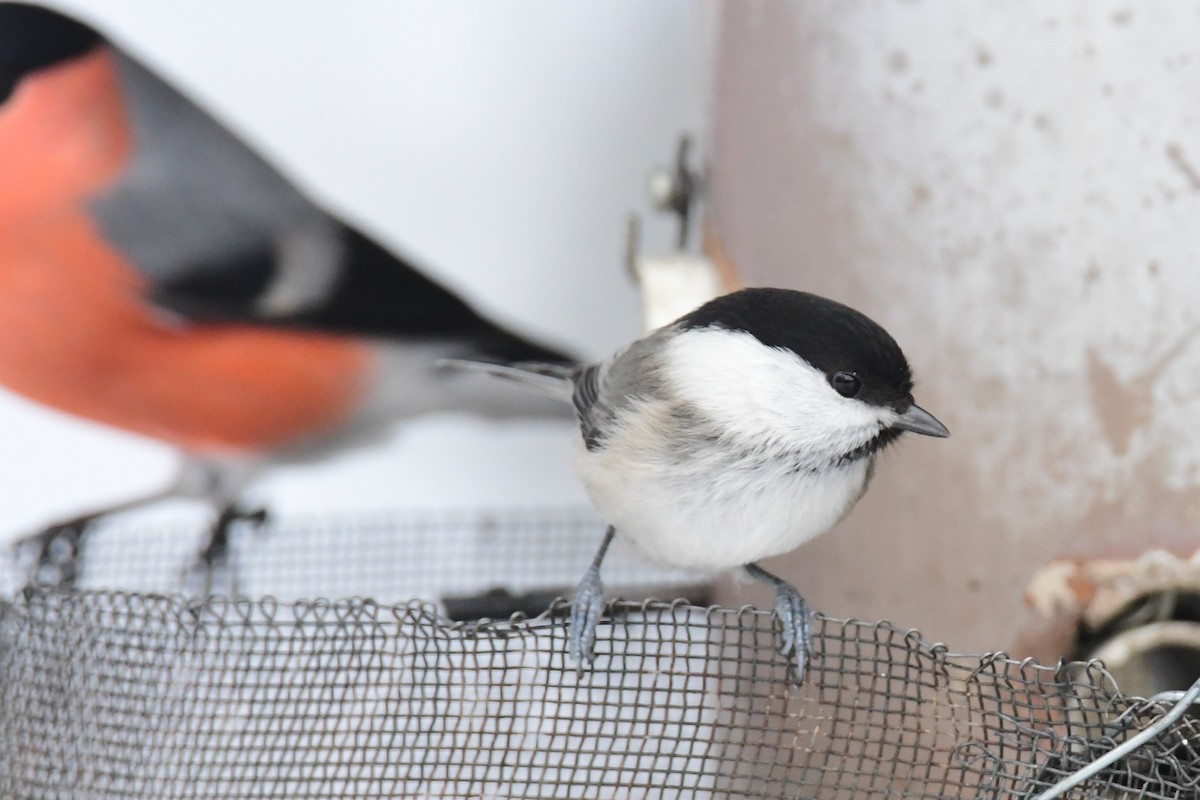 Willow Tit - Ann Saetnan