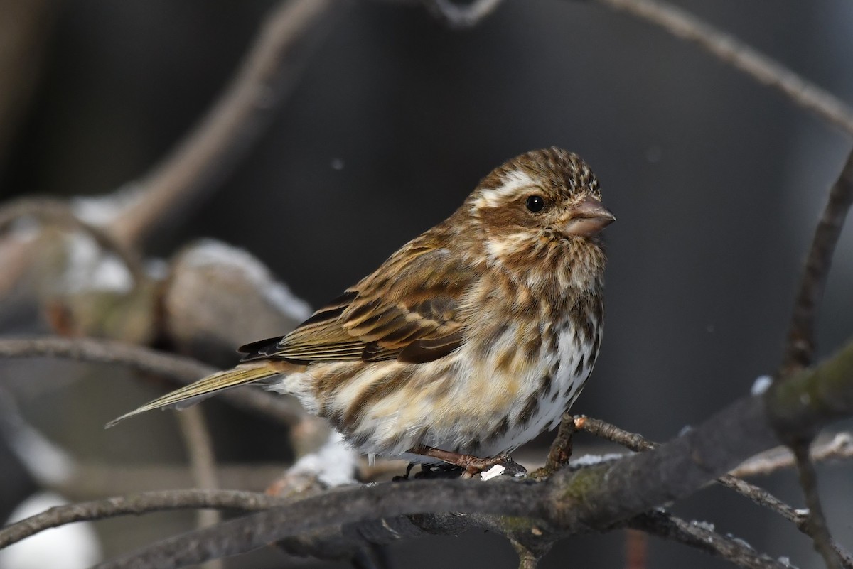 Purple Finch - ML417537671