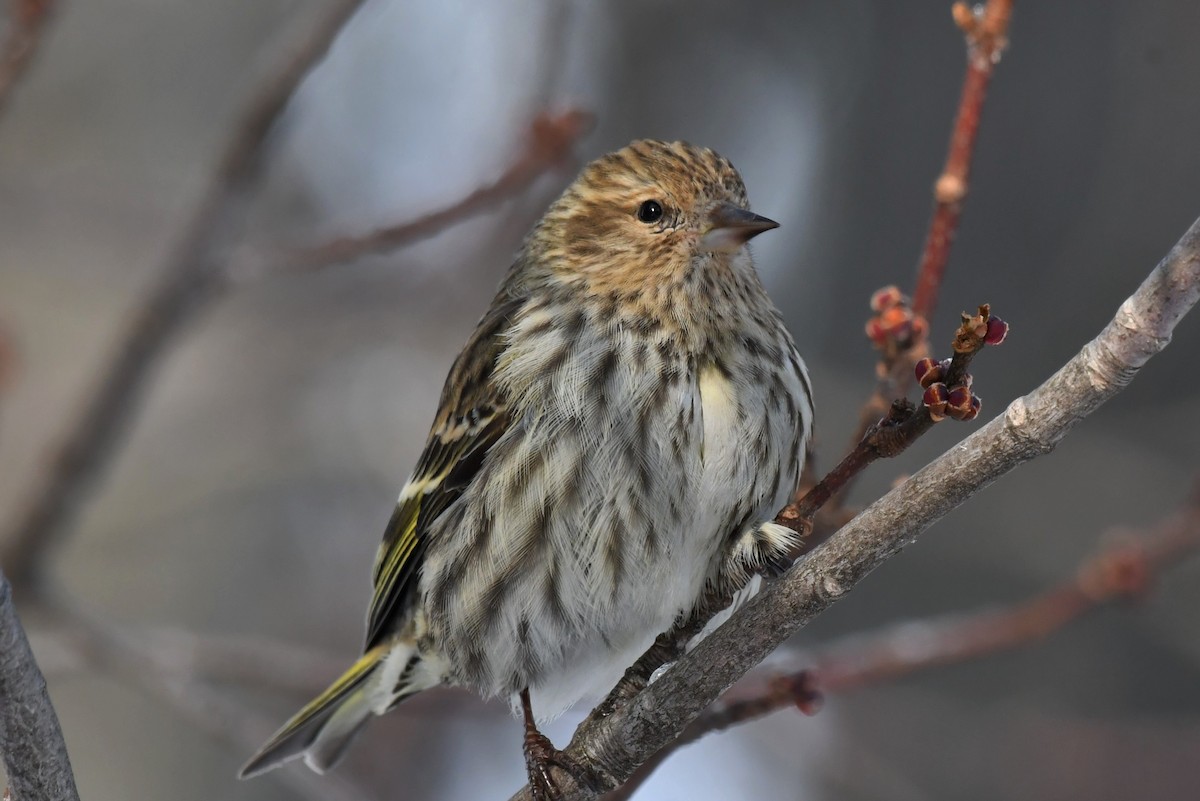 Pine Siskin - ML417537781