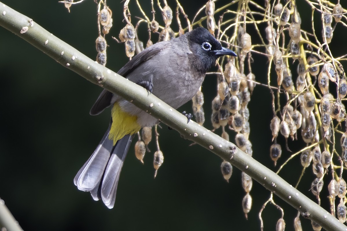 White-spectacled Bulbul - ML417537801