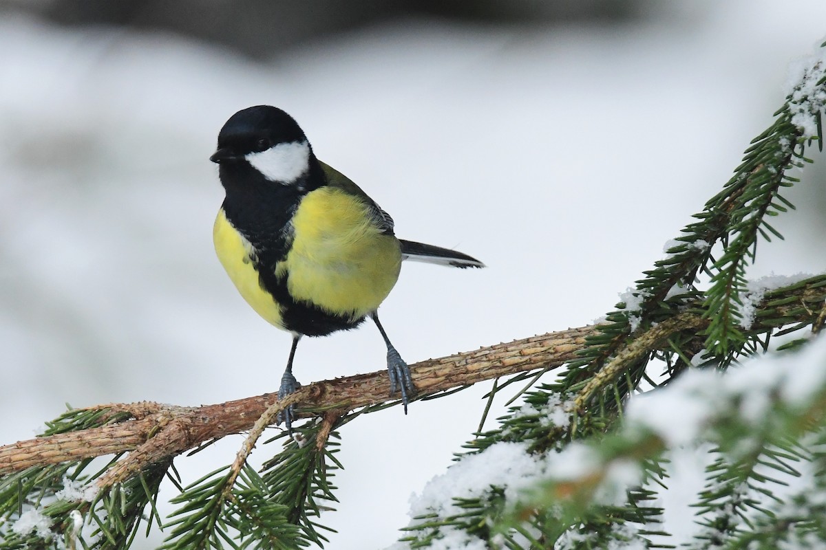 Mésange charbonnière - ML417537901