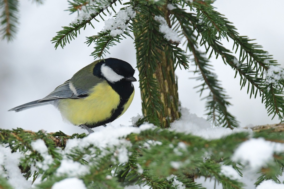 Mésange charbonnière - ML417537911