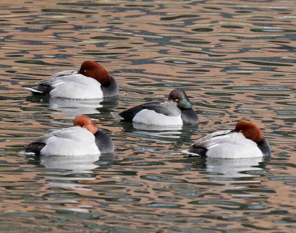 Redhead - Scott Sneed