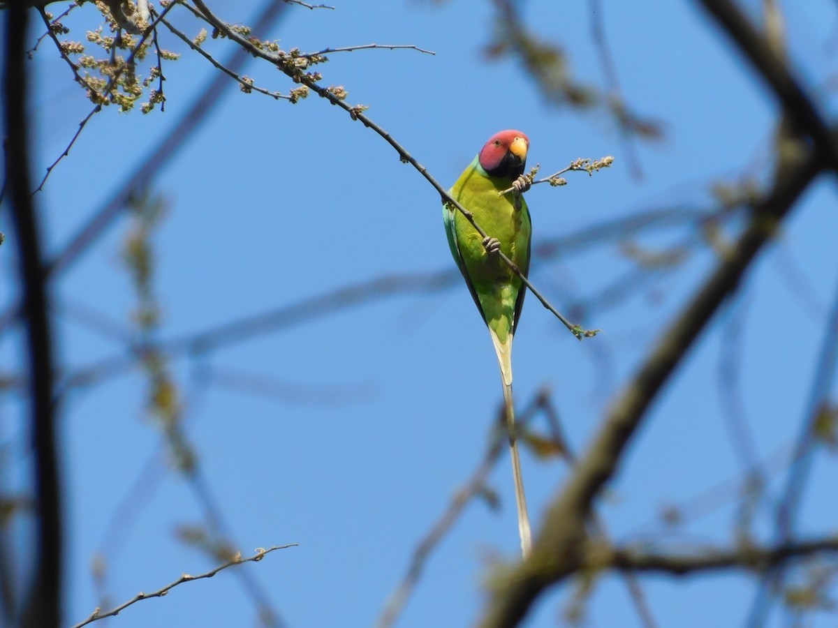 Plum-headed Parakeet - ML417539731