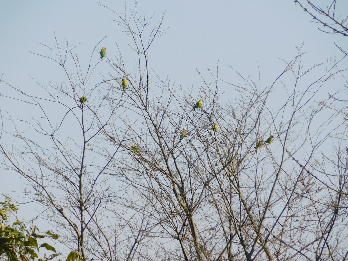Plum-headed Parakeet - ML417539941