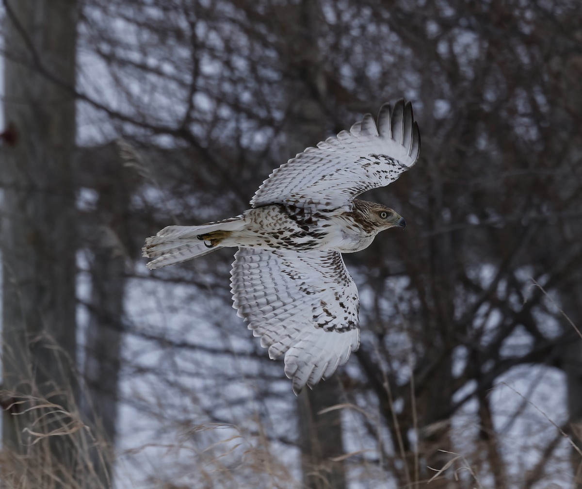 Red-tailed Hawk - Scott Sneed