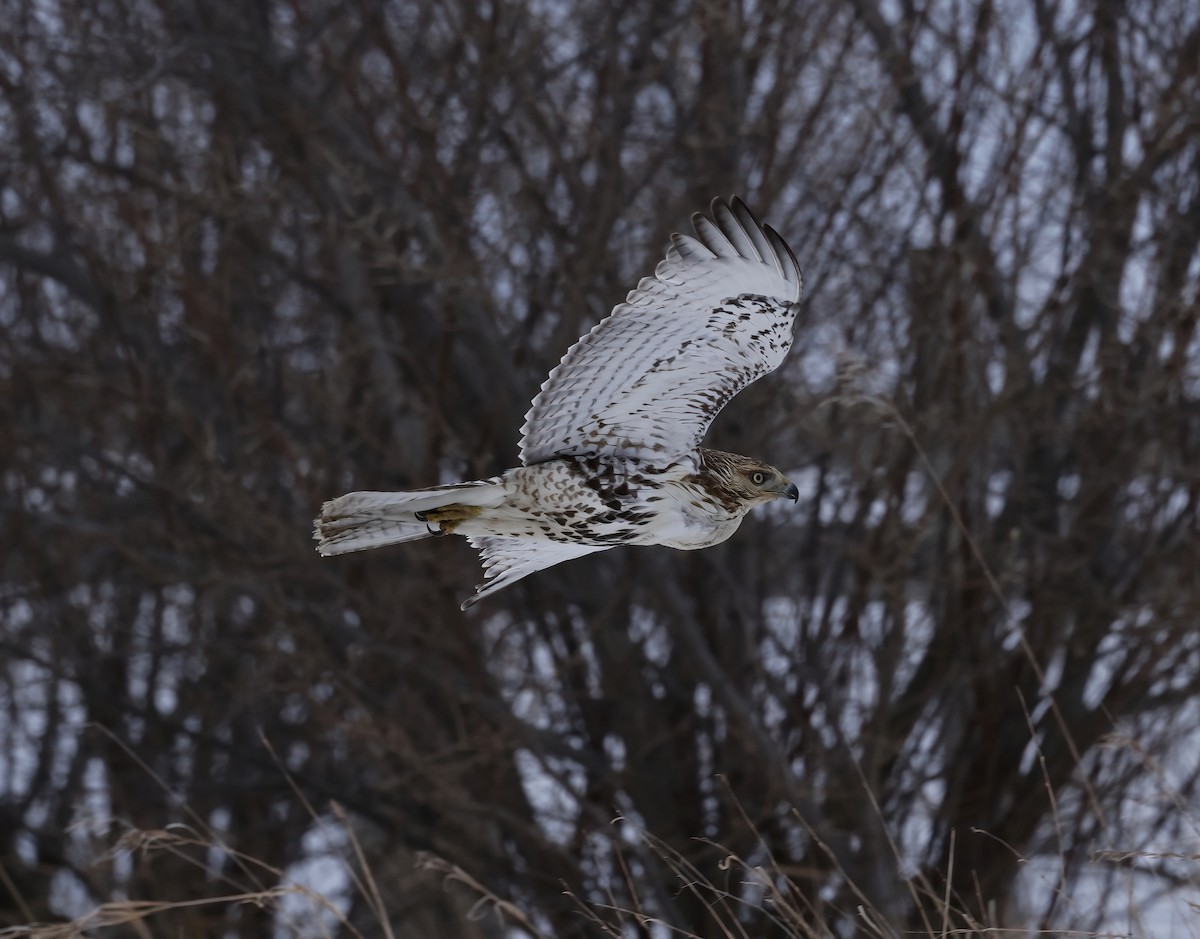 Red-tailed Hawk - ML417540231