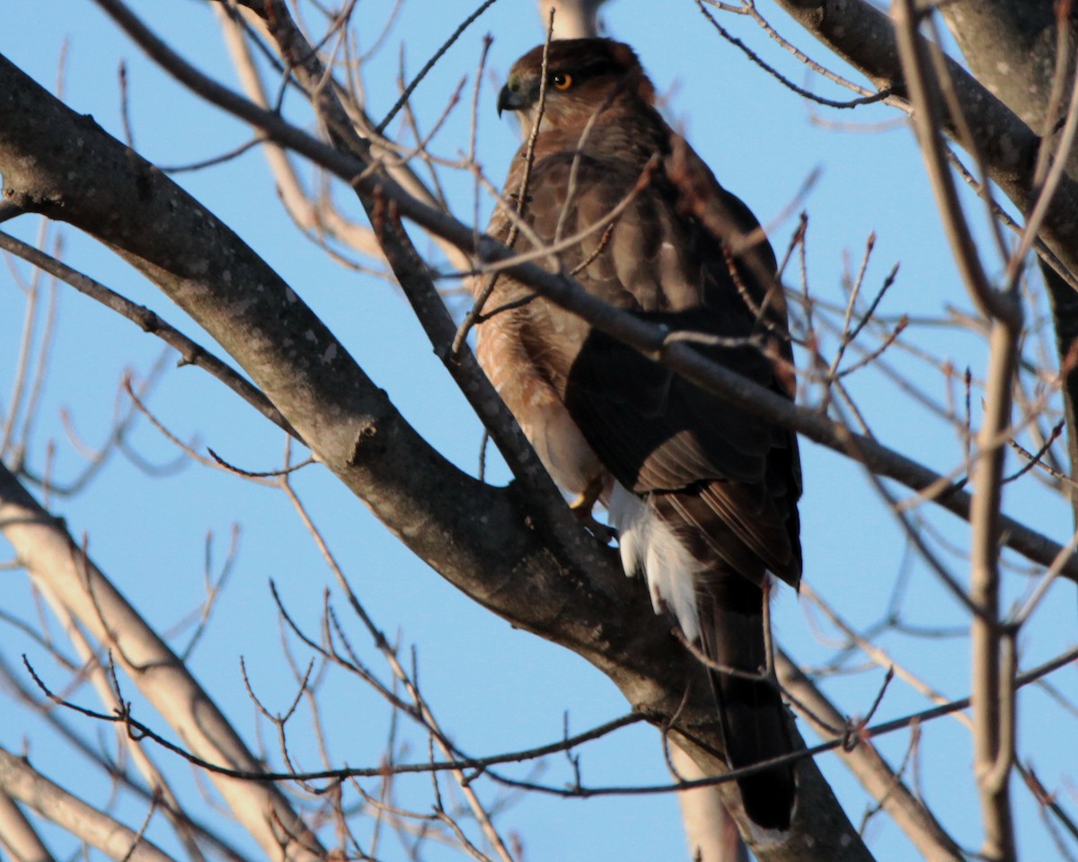 Cooper's Hawk - ML41754031