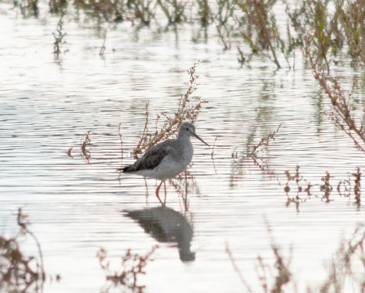 Lesser Yellowlegs - ML417540941