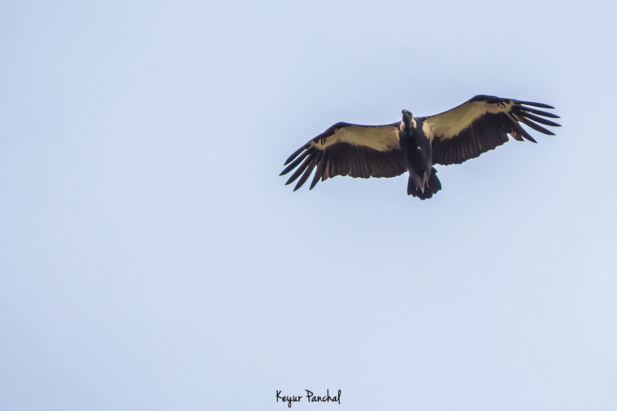 White-rumped Vulture - ML417543811