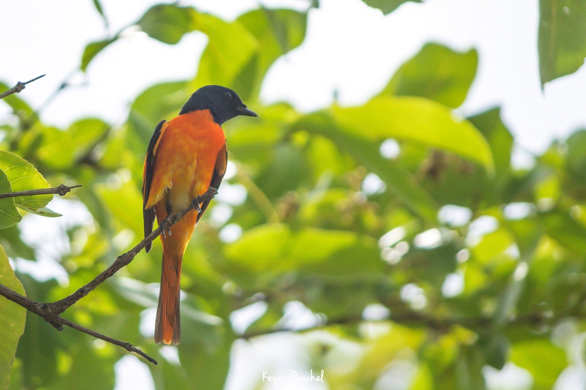 Orange Minivet - ML417543841