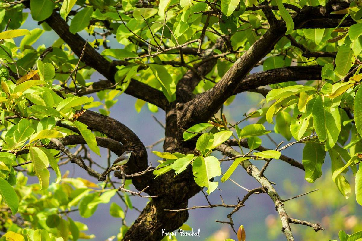 Gray-breasted Prinia - ML417543891