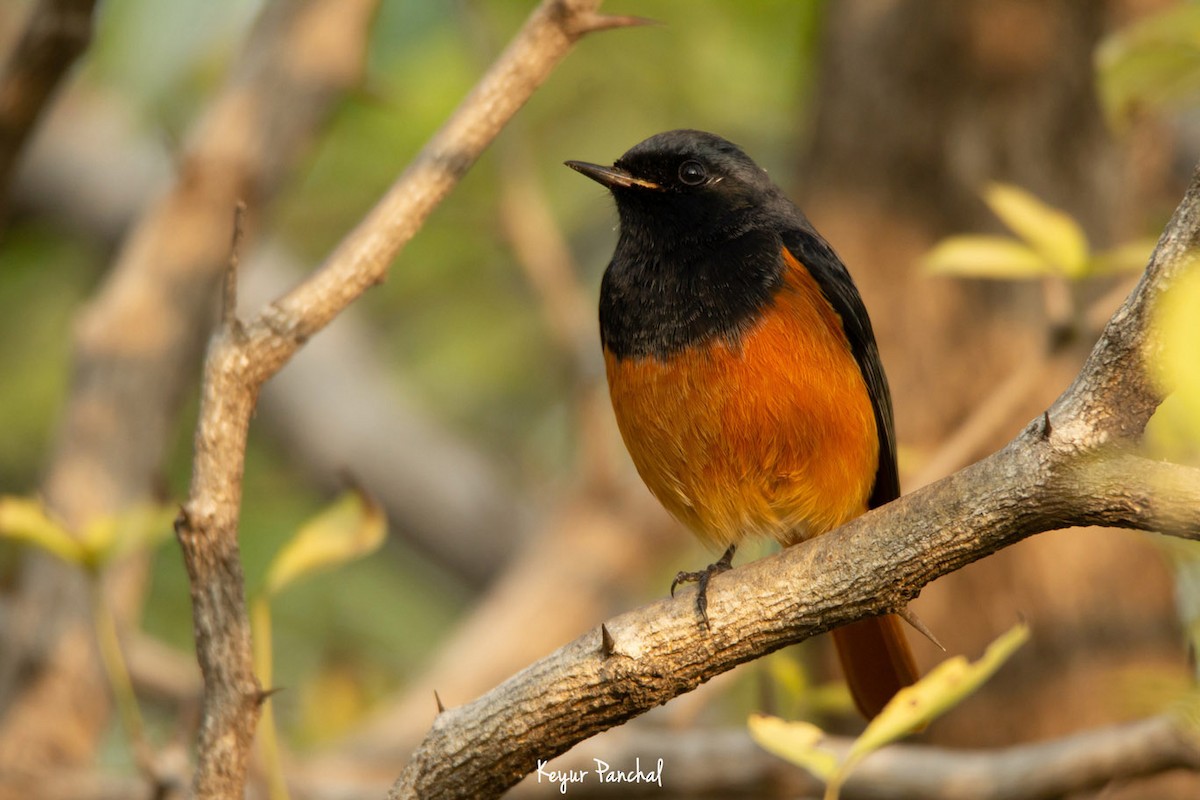 Black Redstart - ML417544791