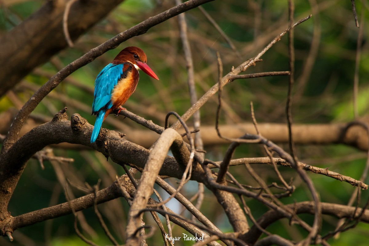 White-throated Kingfisher - ML417544851