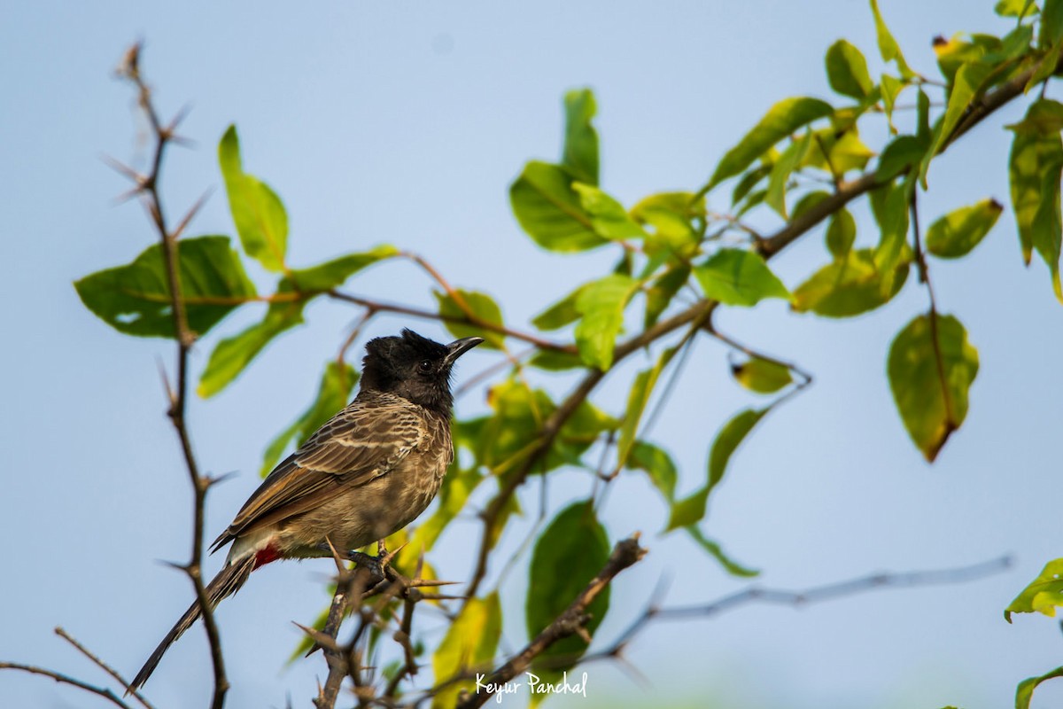 Bulbul à ventre rouge - ML417544981