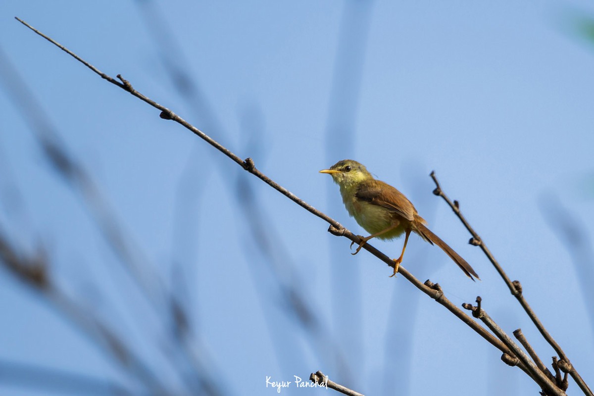 Plain Prinia - ML417545071