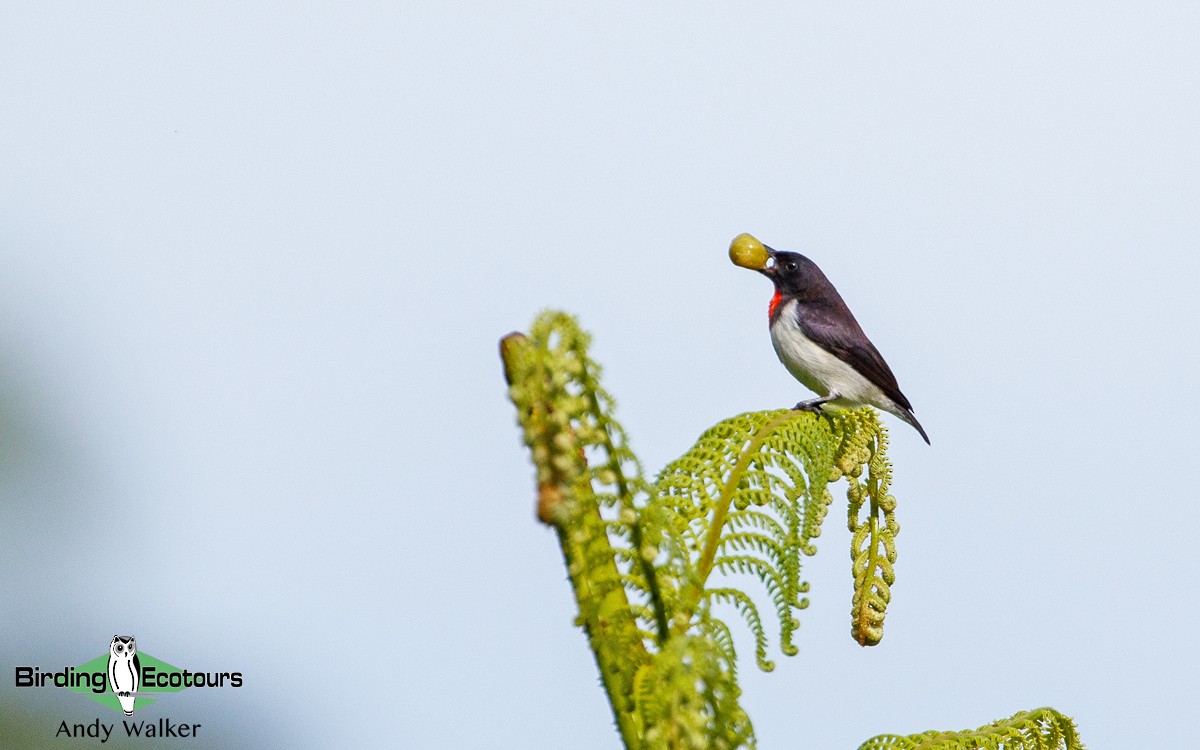 Red-chested Flowerpecker - ML417545151