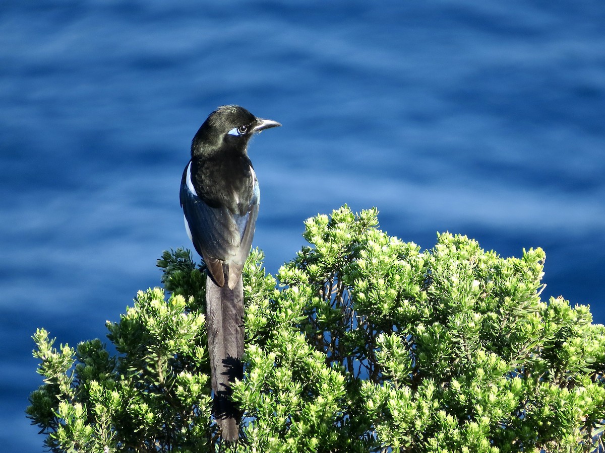 Maghreb Magpie - ML417545161