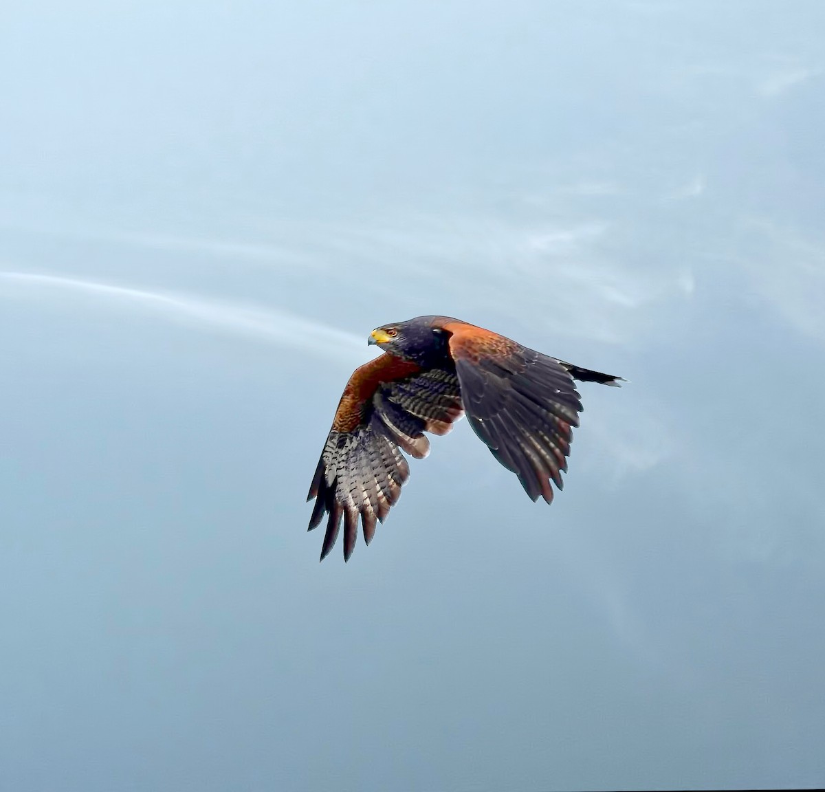 Harris's Hawk - ML417545551