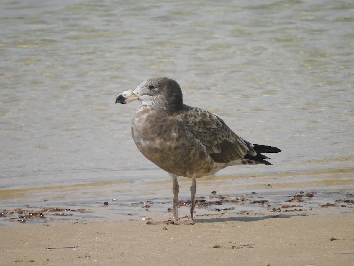 Pacific Gull - ML417547571