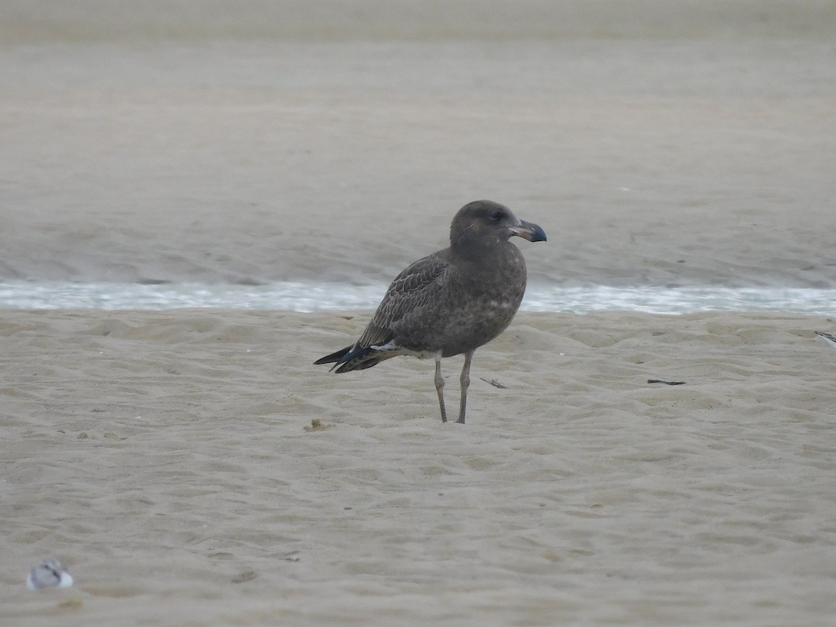 Pacific Gull - ML417547851