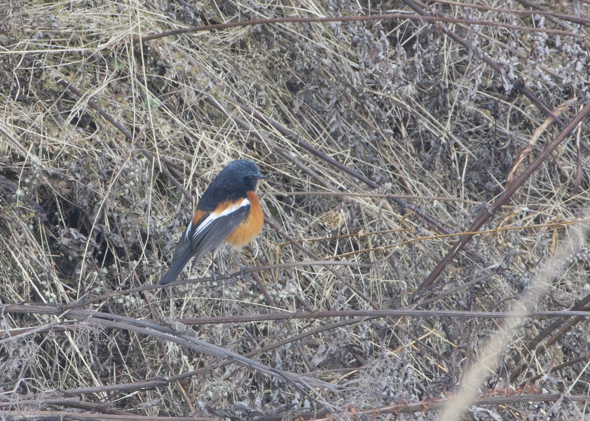 Colirrojo Gorjiblanco - ML417547921