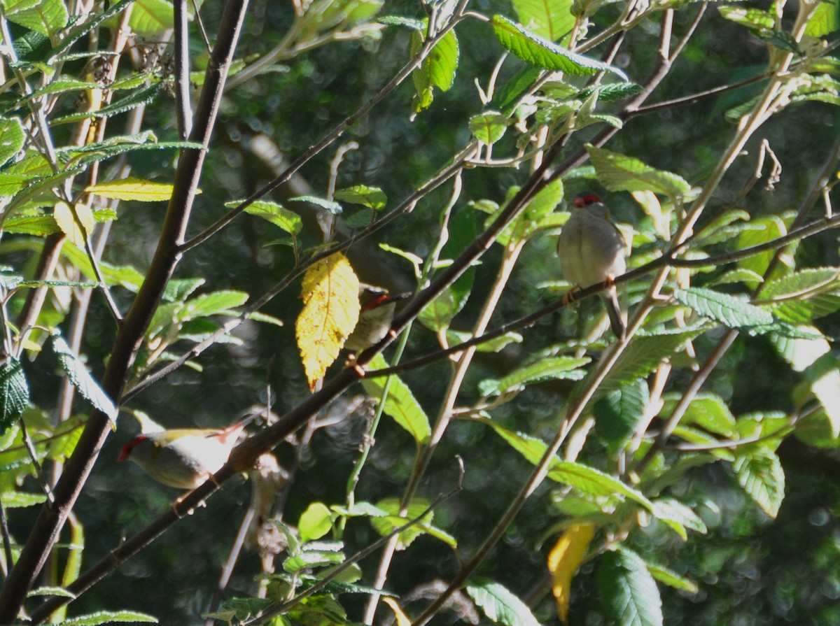 Red-browed Firetail - ML417548031