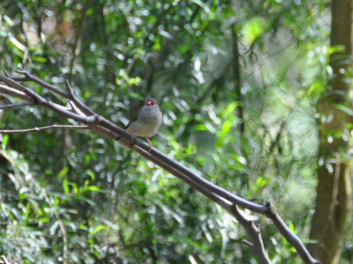 Red-browed Firetail - ML417548101