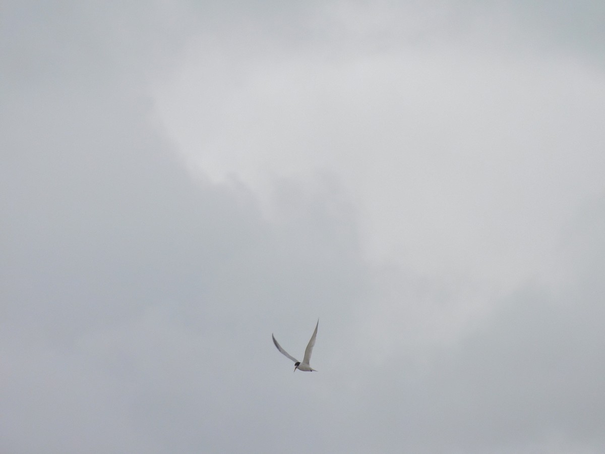 Little Tern - ML417548471