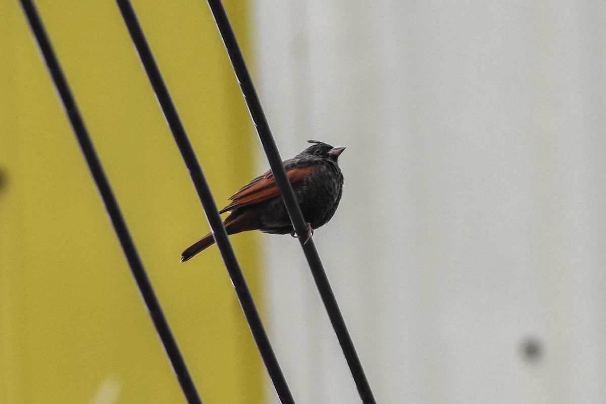 Crested Bunting - ML417548911