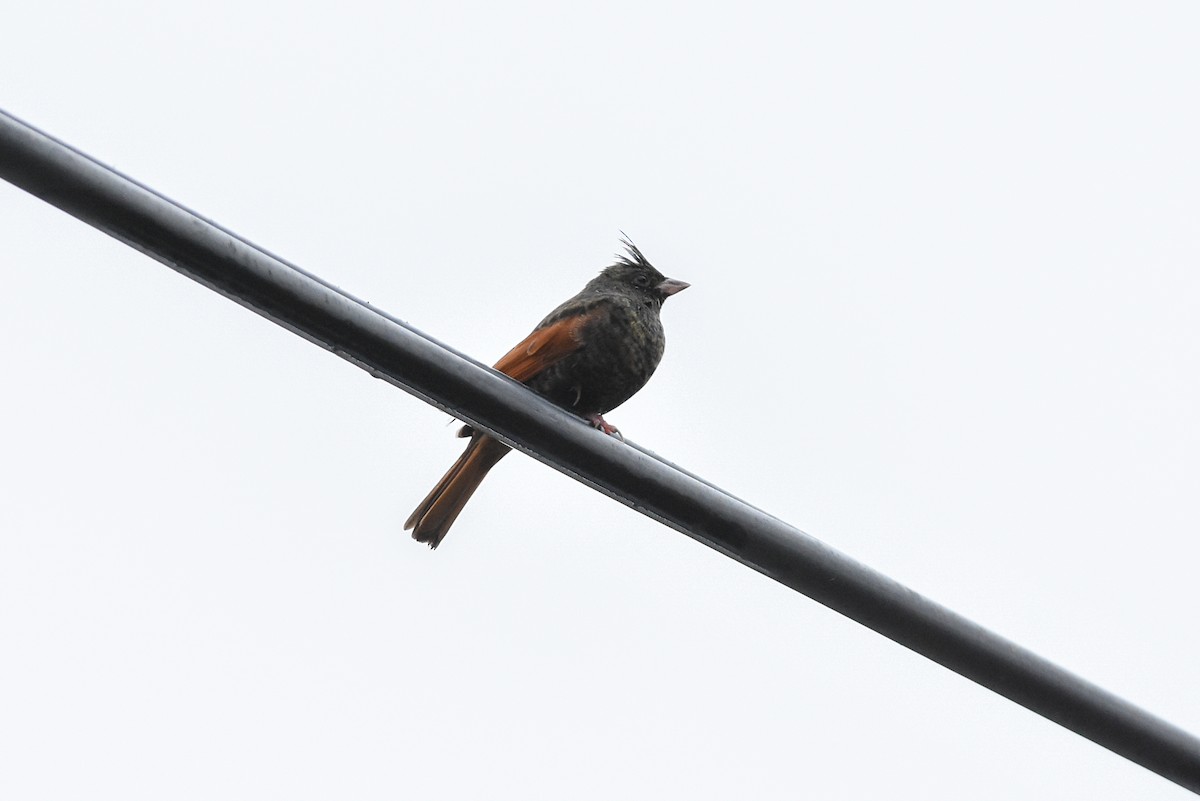 Crested Bunting - ML417548921