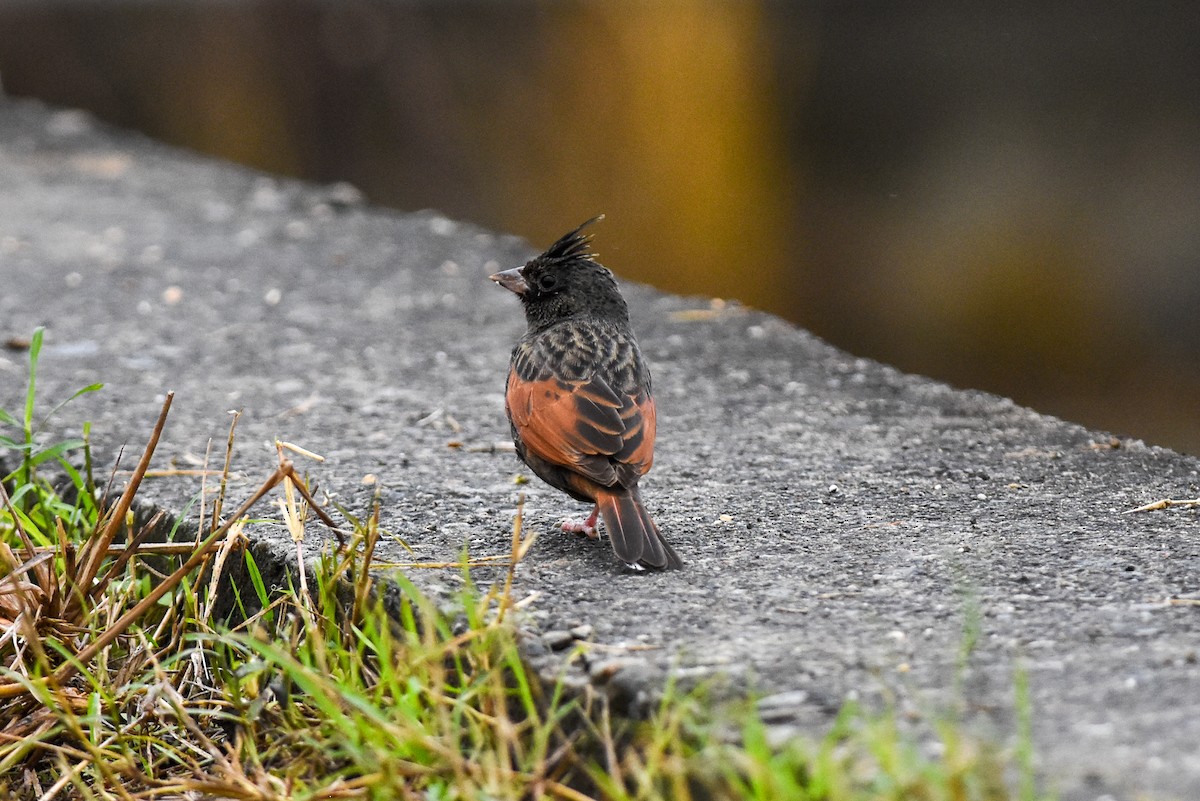 Crested Bunting - ML417548951