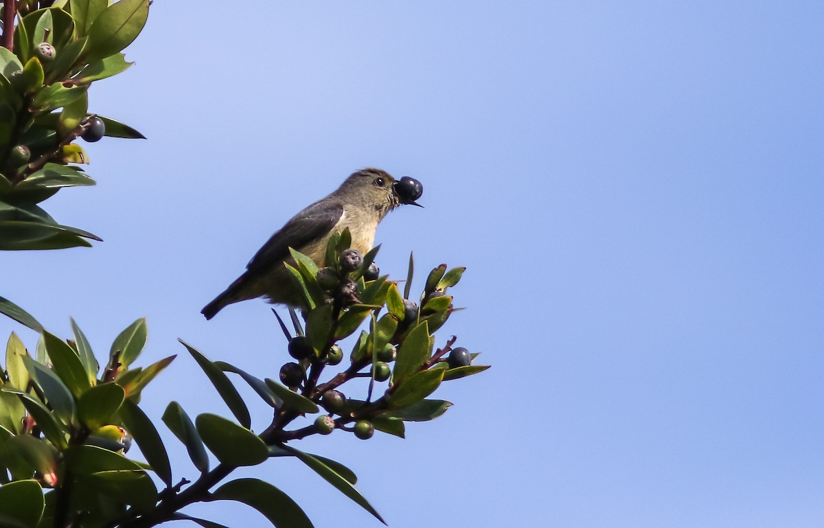 Blood-breasted Flowerpecker - ML417549721